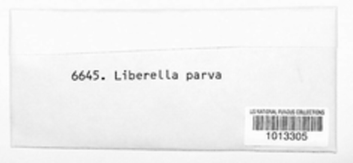 Libertella parva image
